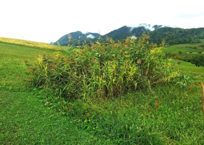 Črešnjevec ob Bistrici, Bistrica ob Sotli